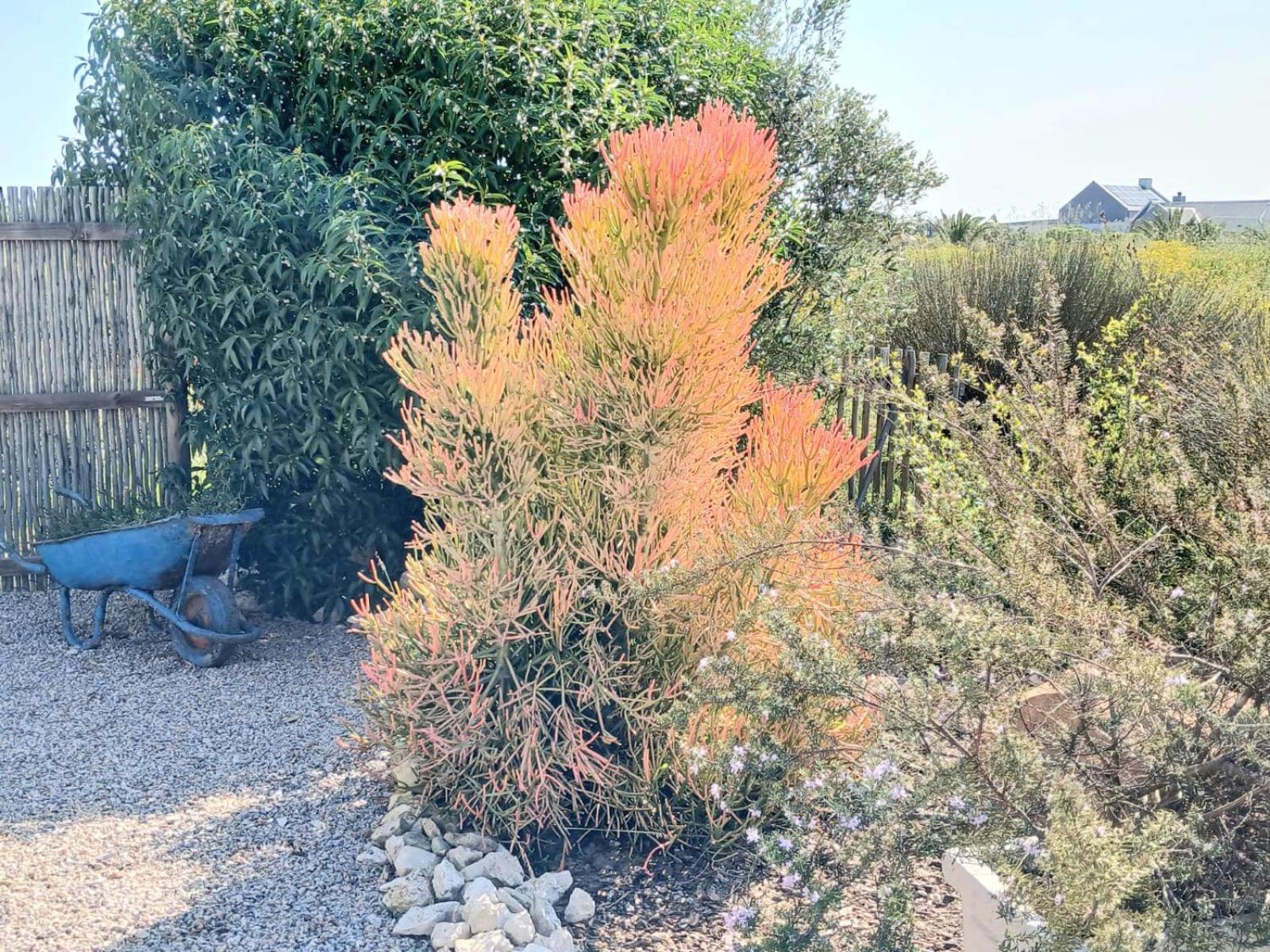 Camelot Cottages Langebaan Dış mekan fotoğraf